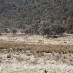 Sus scrofa at Rendezvous Creek, ACT - 10 Sep 2023