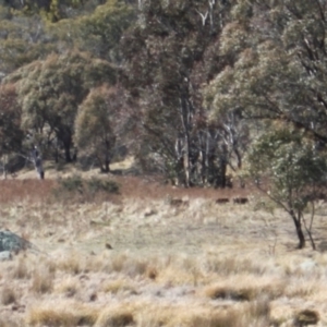 Sus scrofa at Rendezvous Creek, ACT - 10 Sep 2023