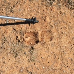 Sus scrofa at Rendezvous Creek, ACT - 10 Sep 2023