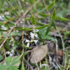 Leucopogon affinis (Lance Beard-heath) at Monga National Park - 11 Sep 2023 by Csteele4