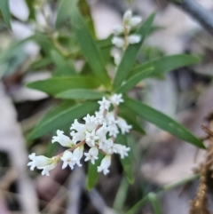 Leucopogon affinis at Monga, NSW - 11 Sep 2023 04:11 PM