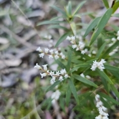 Leucopogon affinis at Monga, NSW - 11 Sep 2023 04:11 PM