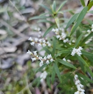 Leucopogon affinis at Monga, NSW - 11 Sep 2023