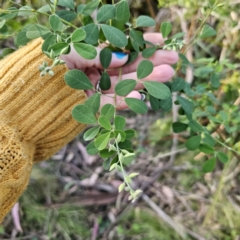 Goodia lotifolia (Golden Tip) at Monga, NSW - 11 Sep 2023 by Csteele4