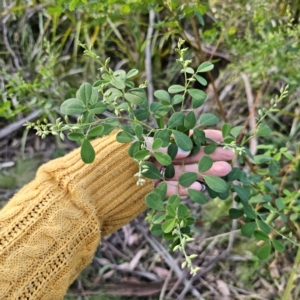 Goodia lotifolia at Monga, NSW - 11 Sep 2023