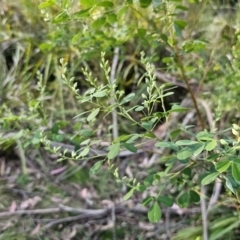 Goodia lotifolia at Monga, NSW - 11 Sep 2023