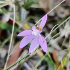 Caladenia quadrifaria (Large Pink Fingers) at Wybung, NSW - 10 Sep 2023 by Csteele4