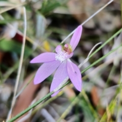 Caladenia quadrifaria (Large Pink Fingers) by Csteele4