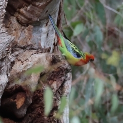 Platycercus eximius (Eastern Rosella) at Wonga Wetlands - 10 Sep 2023 by KylieWaldon