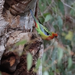 Platycercus eximius (Eastern Rosella) at Wonga Wetlands - 9 Sep 2023 by KylieWaldon