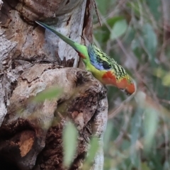Platycercus eximius at Splitters Creek, NSW - 10 Sep 2023 09:58 AM