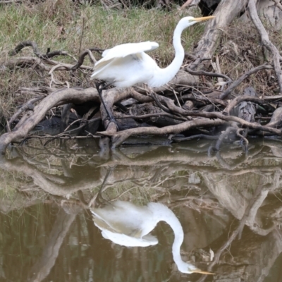 Ardea alba (Great Egret) - 10 Sep 2023 by KylieWaldon