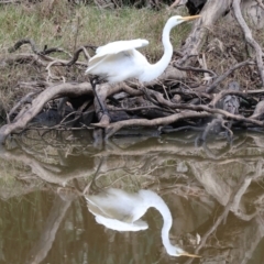 Ardea alba (Great Egret) at Wonga Wetlands - 9 Sep 2023 by KylieWaldon