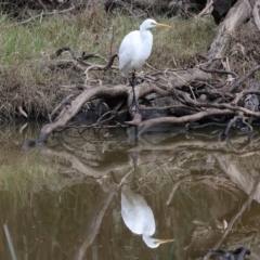 Ardea alba at Undefined Area - 10 Sep 2023 09:54 AM