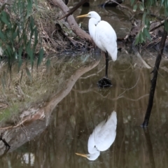 Ardea alba at Undefined Area - 10 Sep 2023 09:54 AM