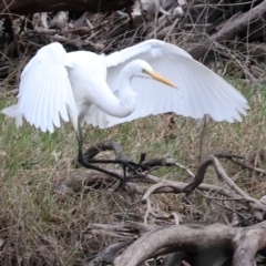 Ardea alba at Undefined Area - 10 Sep 2023 09:54 AM