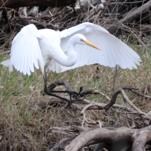 Ardea alba at Undefined Area - 10 Sep 2023 09:54 AM