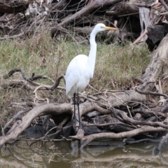 Ardea alba at Undefined Area - 10 Sep 2023 09:54 AM