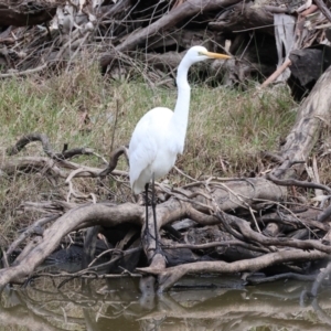 Ardea alba at Undefined Area - 10 Sep 2023 09:54 AM