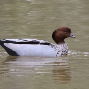 Chenonetta jubata at Splitters Creek, NSW - 10 Sep 2023 09:50 AM