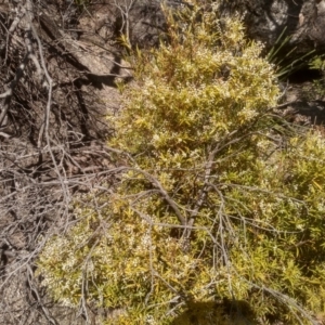 Leucopogon gelidus at Tuross, NSW - 10 Sep 2023