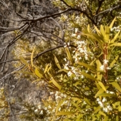 Leucopogon gelidus at Tuross, NSW - 10 Sep 2023