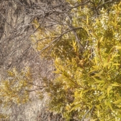 Leucopogon gelidus at Tuross, NSW - 10 Sep 2023