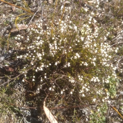 Cryptandra amara (Bitter Cryptandra) at Tuross, NSW - 10 Sep 2023 by mahargiani