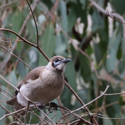 Philemon citreogularis (Little Friarbird) at Albury - 9 Sep 2023 by KylieWaldon