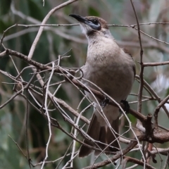 Philemon citreogularis at Splitters Creek, NSW - 10 Sep 2023 09:30 AM