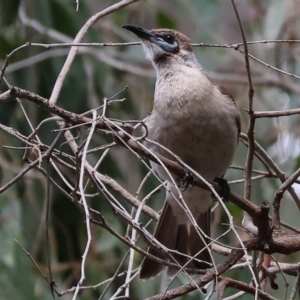 Philemon citreogularis at Splitters Creek, NSW - 10 Sep 2023