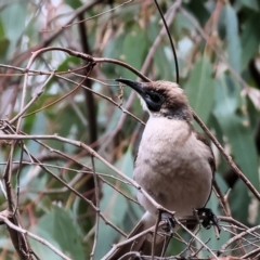 Philemon citreogularis at Splitters Creek, NSW - 10 Sep 2023 09:30 AM