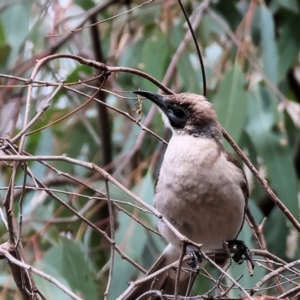 Philemon citreogularis at Splitters Creek, NSW - 10 Sep 2023