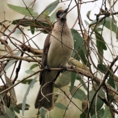 Philemon citreogularis at Splitters Creek, NSW - 10 Sep 2023 09:30 AM