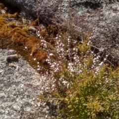 Leucopogon attenuatus (Small-leaved Beard Heath) at Tuross, NSW - 9 Sep 2023 by mahargiani