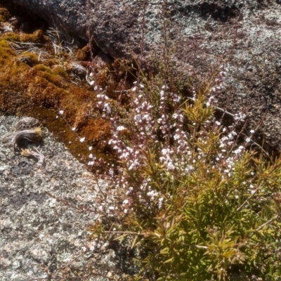 Leucopogon attenuatus (Small-leaved Beard Heath) at Tuross, NSW - 9 Sep 2023 by mahargiani