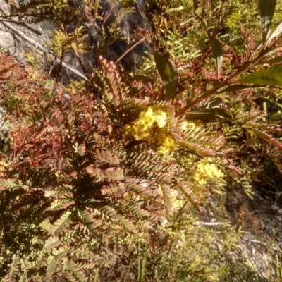 Acacia rubida (Red-stemmed Wattle, Red-leaved Wattle) at Tuross, NSW - 9 Sep 2023 by mahargiani