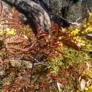 Acacia rubida at Tuross, NSW - 10 Sep 2023