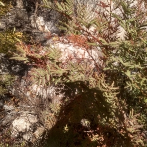 Acacia rubida at Tuross, NSW - 10 Sep 2023