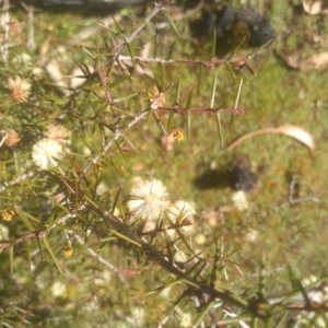 Acacia ulicifolia at Tuross, NSW - 10 Sep 2023