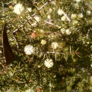 Acacia ulicifolia at Tuross, NSW - 10 Sep 2023 07:19 PM