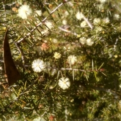 Acacia ulicifolia at Tuross, NSW - 10 Sep 2023