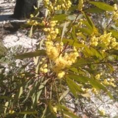 Acacia obtusata (Blunt-leaf Wattle) at Wadbilliga, NSW - 10 Sep 2023 by mahargiani