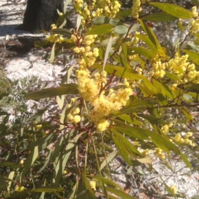 Acacia obtusata (Blunt-leaf Wattle) at Wadbilliga National Park - 10 Sep 2023 by mahargiani