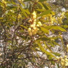 Acacia obtusata at Wadbilliga, NSW - 10 Sep 2023