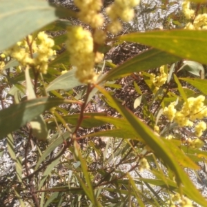 Acacia obtusata at Wadbilliga, NSW - 10 Sep 2023