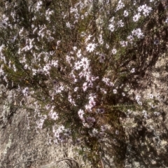 Olearia iodochroa (Violet Daisy-bush) at Tuross, NSW - 10 Sep 2023 by mahargiani