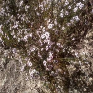 Olearia iodochroa at Tuross, NSW - 10 Sep 2023