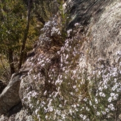 Olearia iodochroa at Tuross, NSW - 10 Sep 2023