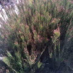 Allocasuarina nana (Dwarf She-oak) at Tuross, NSW - 9 Sep 2023 by mahargiani